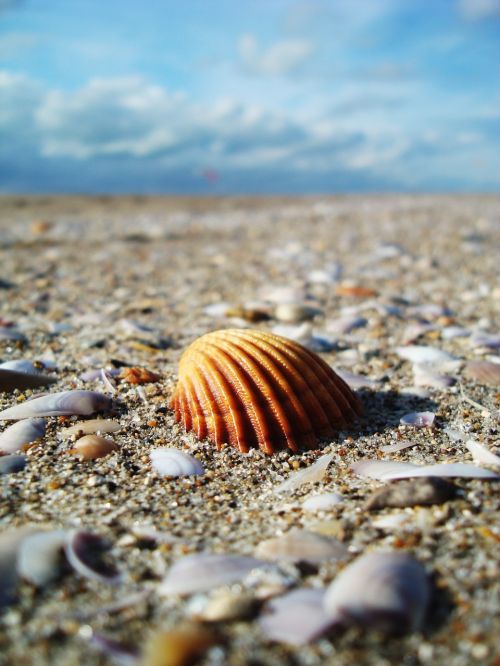 beach shell sand