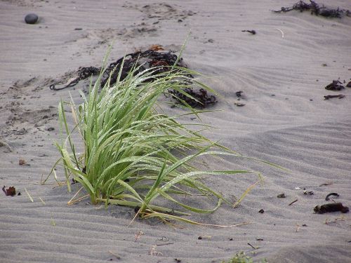 beach plant grasses