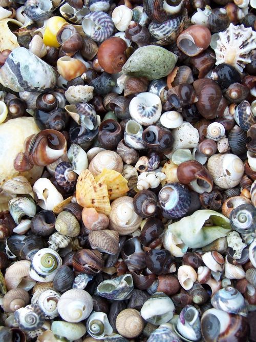beach beach combing shells