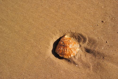 beach seashell sand