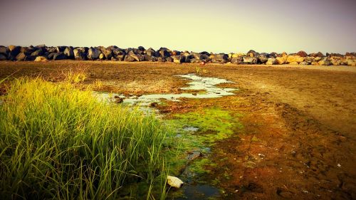 beach grass green