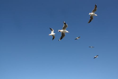 beach sky ocean