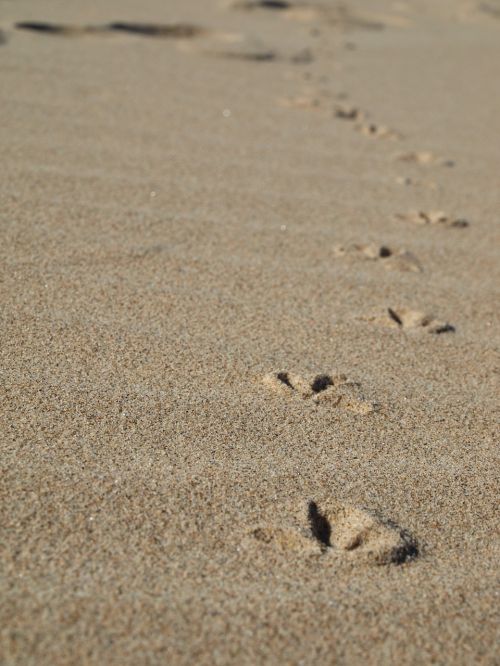 beach footprints sand