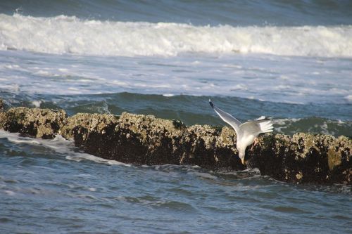 beach seagull sea