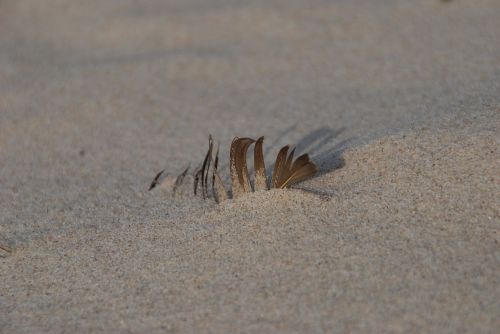 beach sand feather
