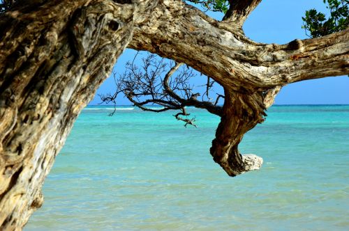 beach tree sun