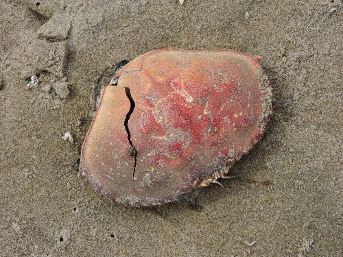 beach crab shell crab