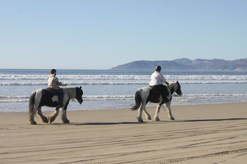 beach horses ocean