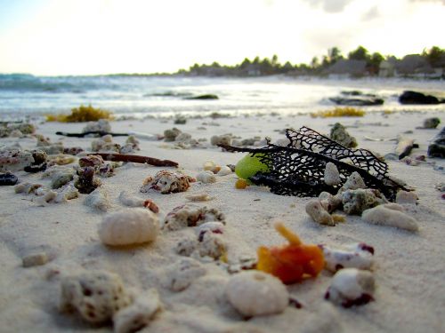 beach shells shore