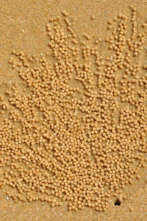 beach cancer sand