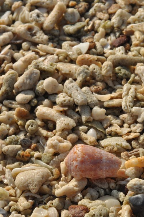 beach coral mussels