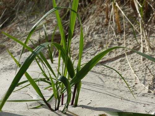 beach sand grass