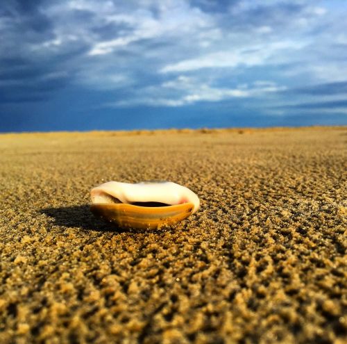 beach shells brazil