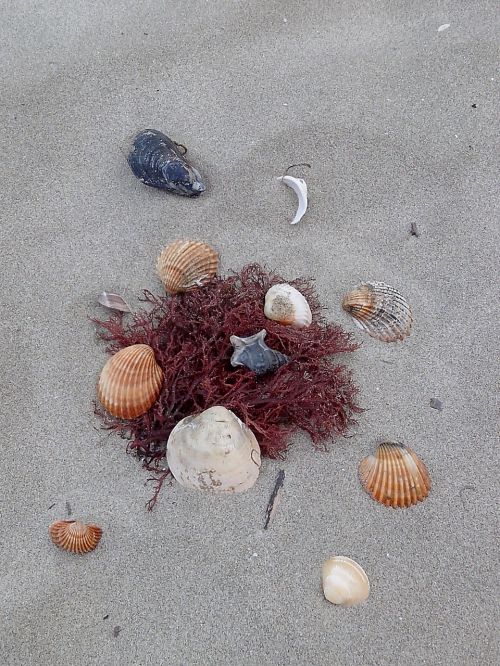 beach shell sea
