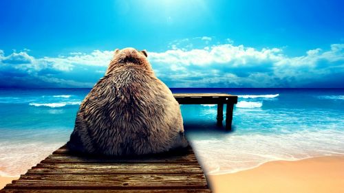 bear beach vacation