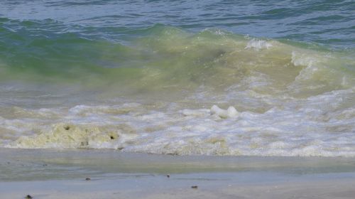 beach water mussels