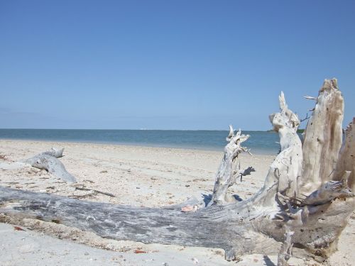 beach driftwood sand