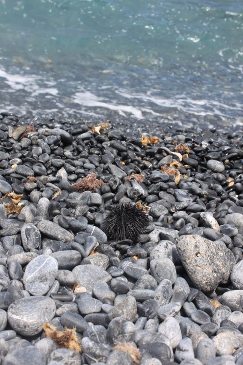 sea urchin beach sea