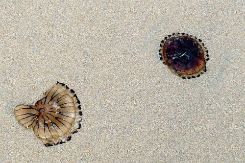 beach jellyfish sea