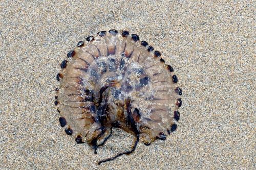 beach jellyfish sea