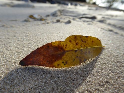 beach nature leaf