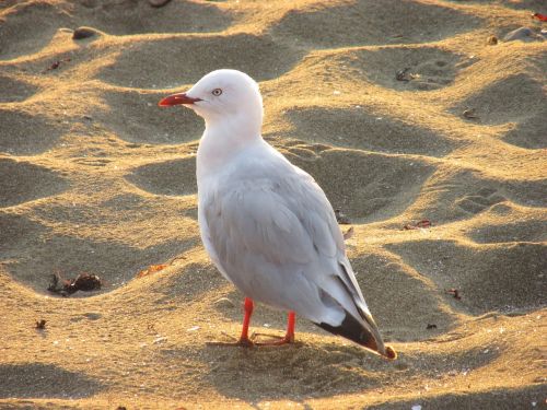 beach seagulls birds