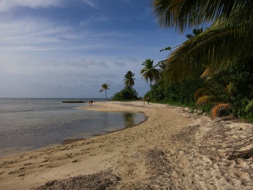 beach palm trees caribbean