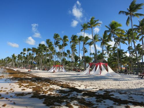 beach palm trees caribbean