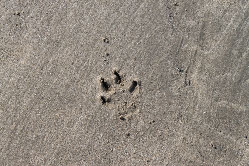 beach footprint paw