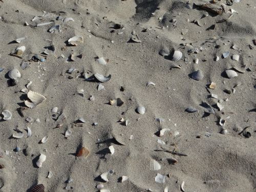 beach sand shell
