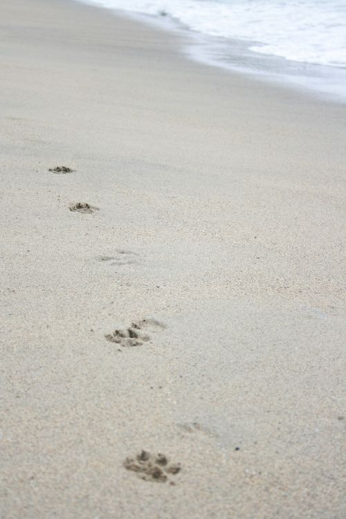 beach footprint dogpaw
