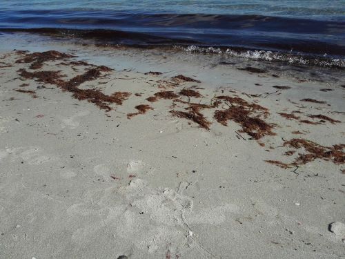 beach sea seaweed