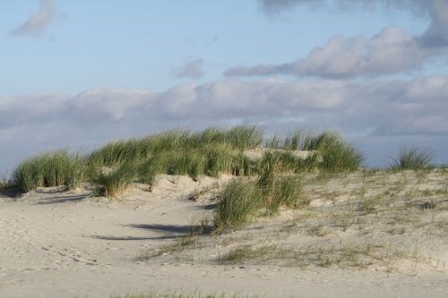 beach dunes north sea
