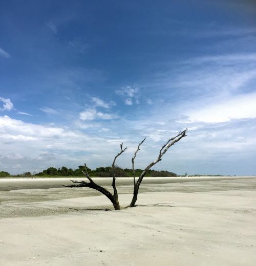 beach sand tree