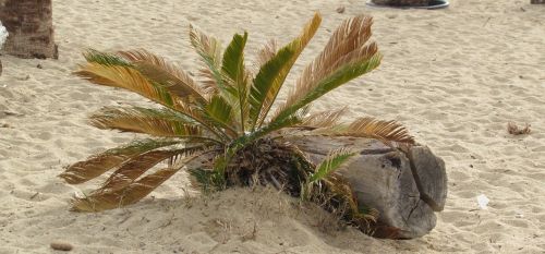 beach tree nature