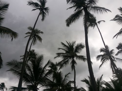 beach coconut tree recife