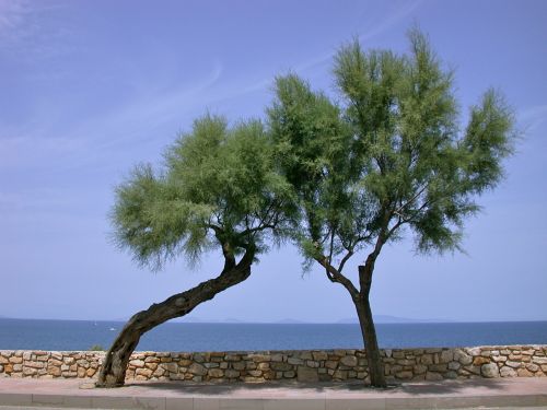 beach sea dunes