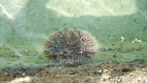 beach sea urchins close-up