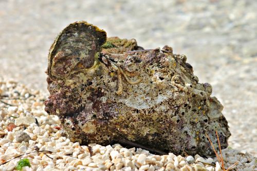 beach stone gravel