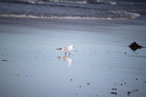 bird mirrored seagull