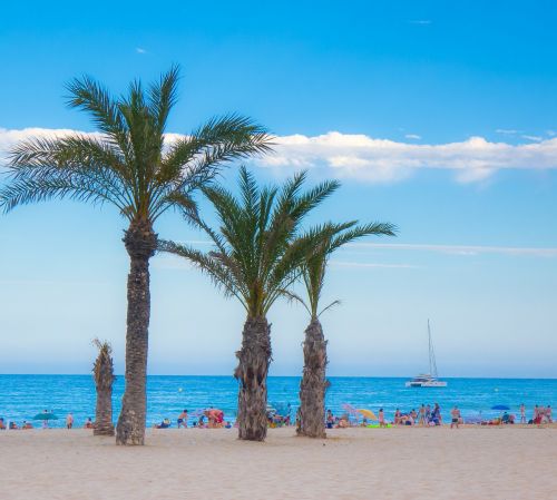 beach palms sand