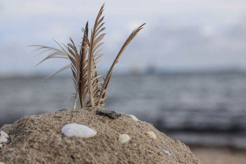 beach sandburg feather