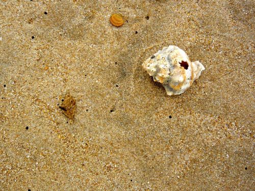 beach shell sea
