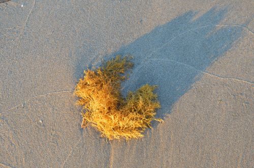 beach sand spain