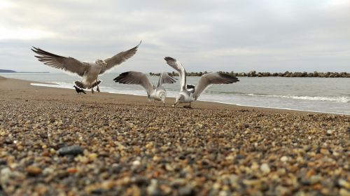 beach sea gull diet