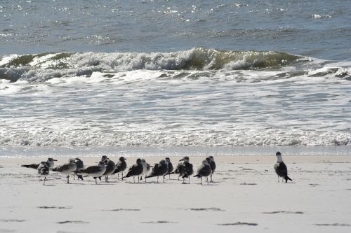 beach sand gulf