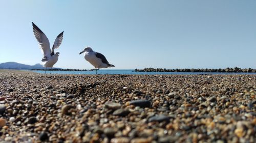 beach sea gull wild animal