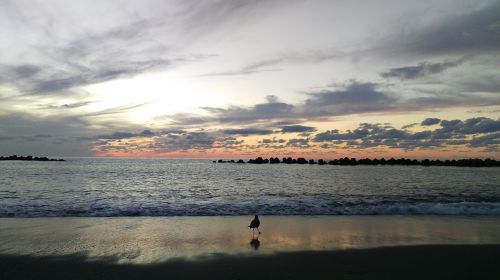 beach sea gull sunset
