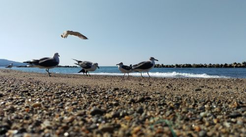 beach sea gull wild animal