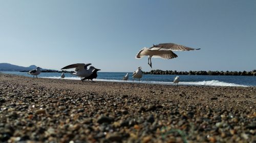 beach sea gull wild birds